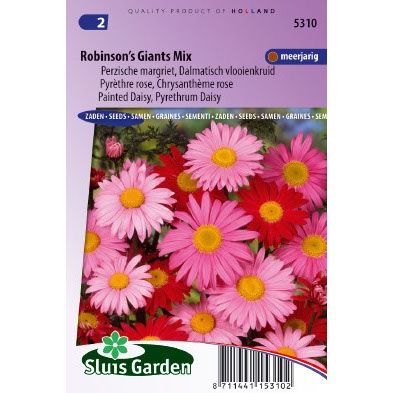 Chrysanthemum coccineum Robinsons Giants mix Margriet