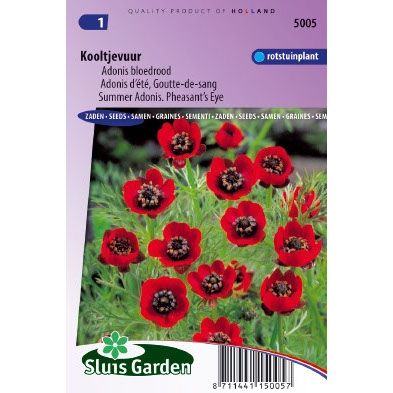 Adonis aestivalis pheasants eye Kooltjevuur zaden