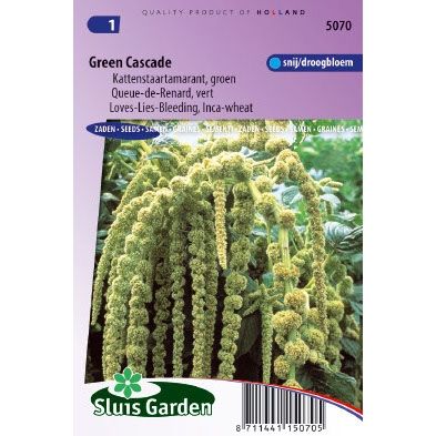 Amaranthus caudatus green cascade zaden