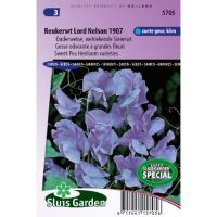 Lathyrus Odoratus zaden Lord Nelson 1907 reukerwt