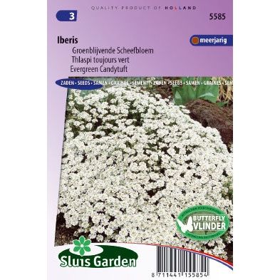 Sluis Garden - Scheefbloem groenblijvende Wit (Iberis)