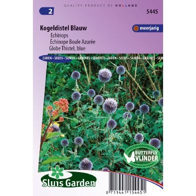 Echinops Ritro Kogeldistel Blauw