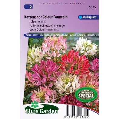 Cleome spinosa Colour Fountain mix Kattensnor