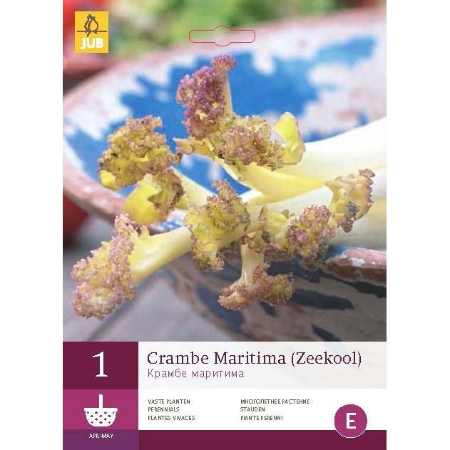 Crambe Maritima (zeekool) 1 stuks jub