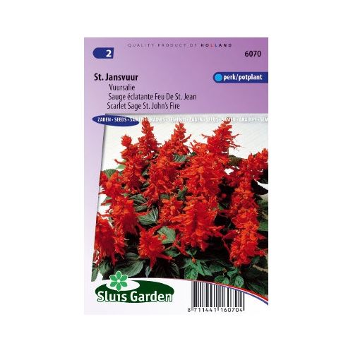 Salvia Splendens zaden St. John's Fire/St, Jansvuur