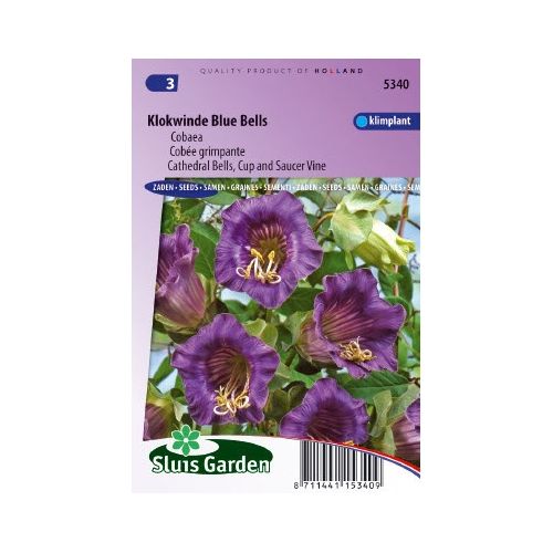 Cobaea Scandens zaden Blue Bells Klokwinde