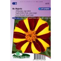 Tagetes Patula Nana zaden Mr. Majestic afrikaan