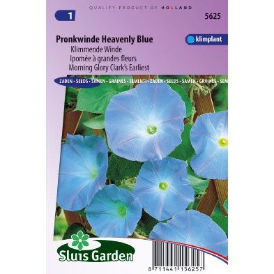 Ipomoea tricolor Heavenly Blue