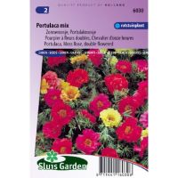 Portulaca Grandiflora zaden Choice Mix