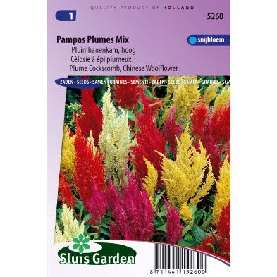 Celosia argentea plumosa plume mix Hanekam