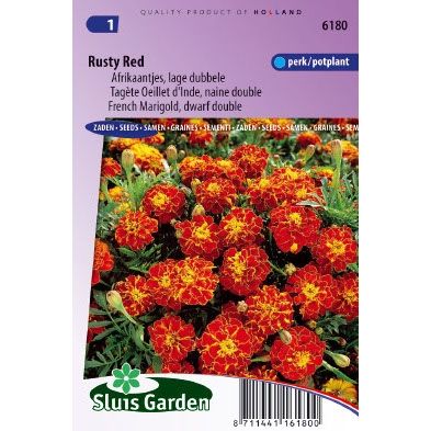 Afrikaan zaden Tagetes patula rusty red