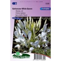 Cleome Spinosa zaden White Queen Kattensnor