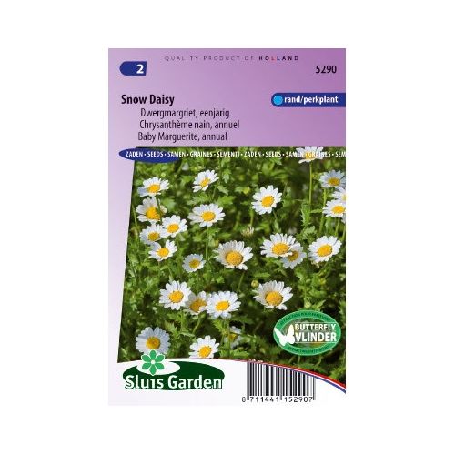 Chrysanthemum zaden Snow Daisy Margriet