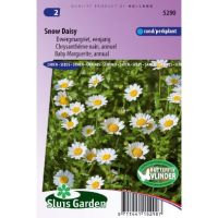 Chrysanthemum zaden Snow Daisy Margriet