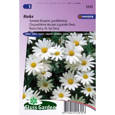 Leucanthemum vulgare Alaska Margriet