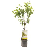 Pruim Reine Claude d'Oullins Wonder Tree