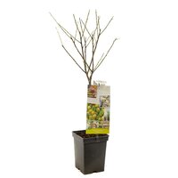 Pruimenboom Prunus d. Ontario - afbeelding 2