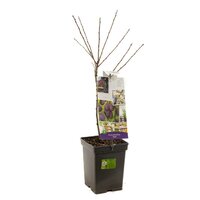 Pruimenboom Prunus d. Opal 90 cm - afbeelding 2
