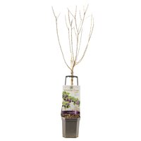 Pruimenboom Prunus dom Opal wondertree