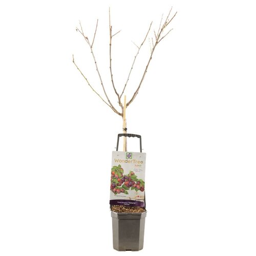 Pruimenboom Prunus dom Victoria wondertree - afbeelding 2