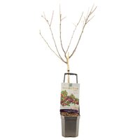 Pruimenboom Prunus dom Victoria wondertree - afbeelding 2