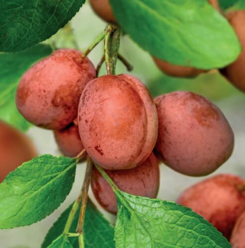 Pruimenboom Prunus dom Victoria wondertree - afbeelding 3