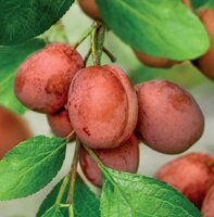Pruimenboom Prunus dom Victoria wondertree - afbeelding 3