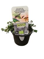 Puur Biologische Oreganotijm