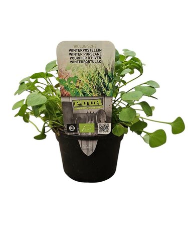 Puur biologische winterpostelein