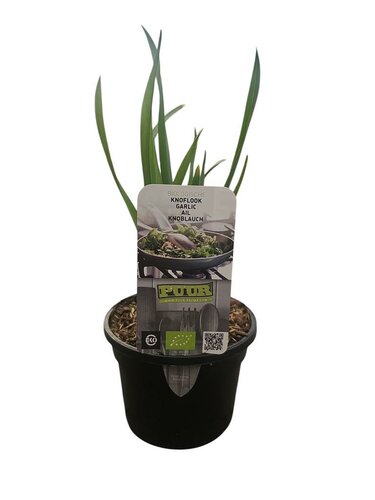 Puur kruiden Allium sativum - Knoflookplant biologisch
