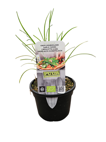 Puur kruiden Allium tuberosum - Knoflookbieslook biologisch