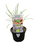 Puur kruiden Allium tuberosum - Knoflookbieslook biologisch