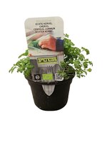 Puur kruiden Anthriscus cerefolium - echte kervel biologisch