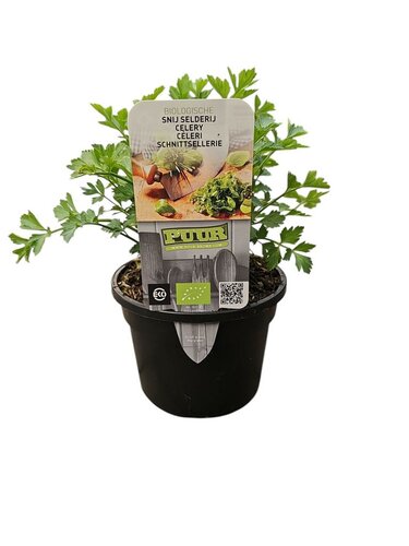 Puur kruiden Apium graveolens - snij selderij biologisch