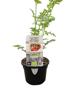 Puur kruiden Daucus carota 'Morada' - Kastanjewortel Biologisch