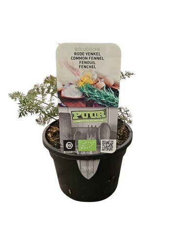 Puur kruiden Foeniculum vulg. 'Purpureum' - Roodbladige Venkel biologisch