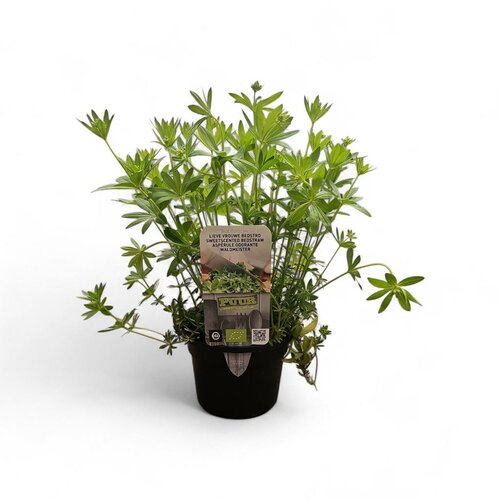 Puur kruiden Galium odoratum - lieve vrouwe bedstro