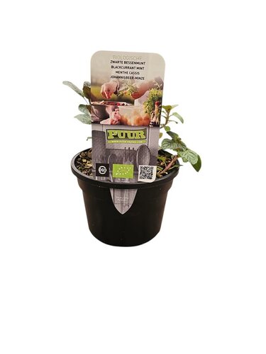 Puur kruiden Menta sp. 'Blackcurrant' - zwarte bessenmunt biologisch