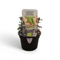 Puur kruiden Mentha pip. Orange - sinaasappelmunt