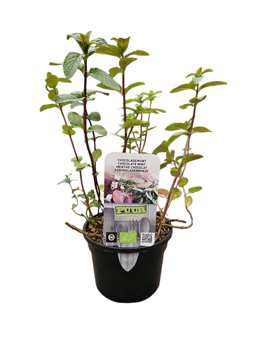 Puur kruiden Mentha piperita 'Chocolate' - Chocolademunt biologisch