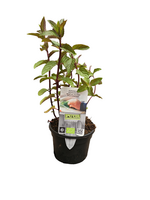 Puur kruiden Mentha piperita 'Cinderella' - Pepermunt biologisch