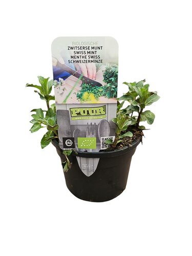 Puur kruiden Mentha piperita 'Swiss' - zwitserse Munt biologisch
