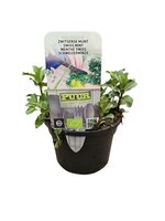 Puur kruiden Mentha piperita 'Swiss' - zwitserse Munt biologisch
