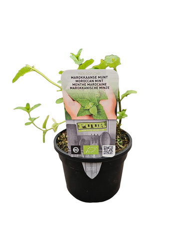 Puur kruiden Mentha spicata 'Maroccan' - Marokkaanse Munt biologisch