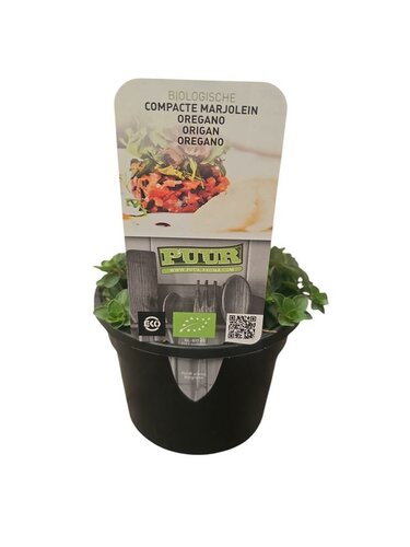 Puur kruiden Origanum vulgare 'Compactum' - Compacte oregano Biologisch