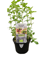 Puur kruiden Origanum vulgare hirtum - Griekse/Peper Oregano biologisch
