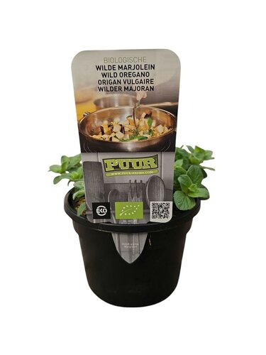 Puur kruiden Origanum vulgare - wilde oregano biologisch