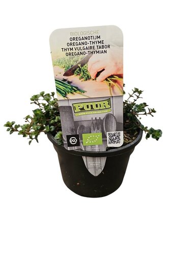 Puur kruiden Thymus pulegioides 'Tabor' - Oreganotijm Biologisch