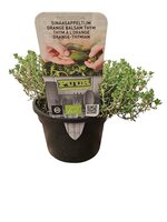 Puur kruiden Thymus vulgaris 'Orange' - Sinaasappeltijm biologisch