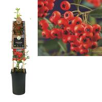 Pyracantha c. 'Red Column' - Vuurdoorn